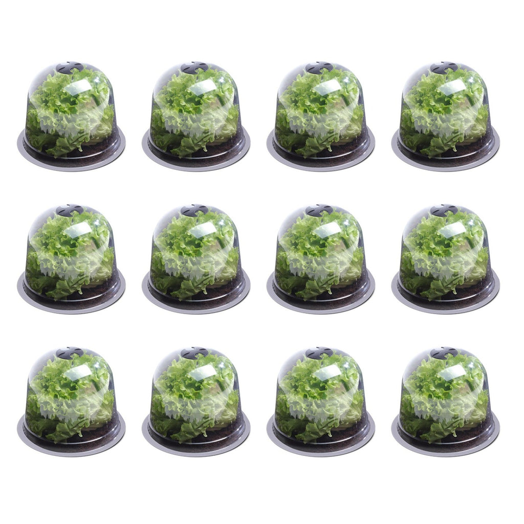 Cloches à salades x12 serre de protection pour plants