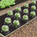 Cloches à salades x12 serre de protection pour plants