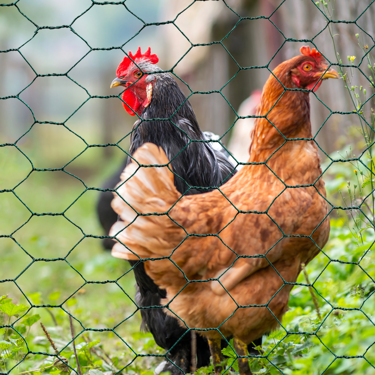 Grillage à poules vert 1x25 m, maille 25 mm, triple torsion, clôture souple pour jardin et animaux