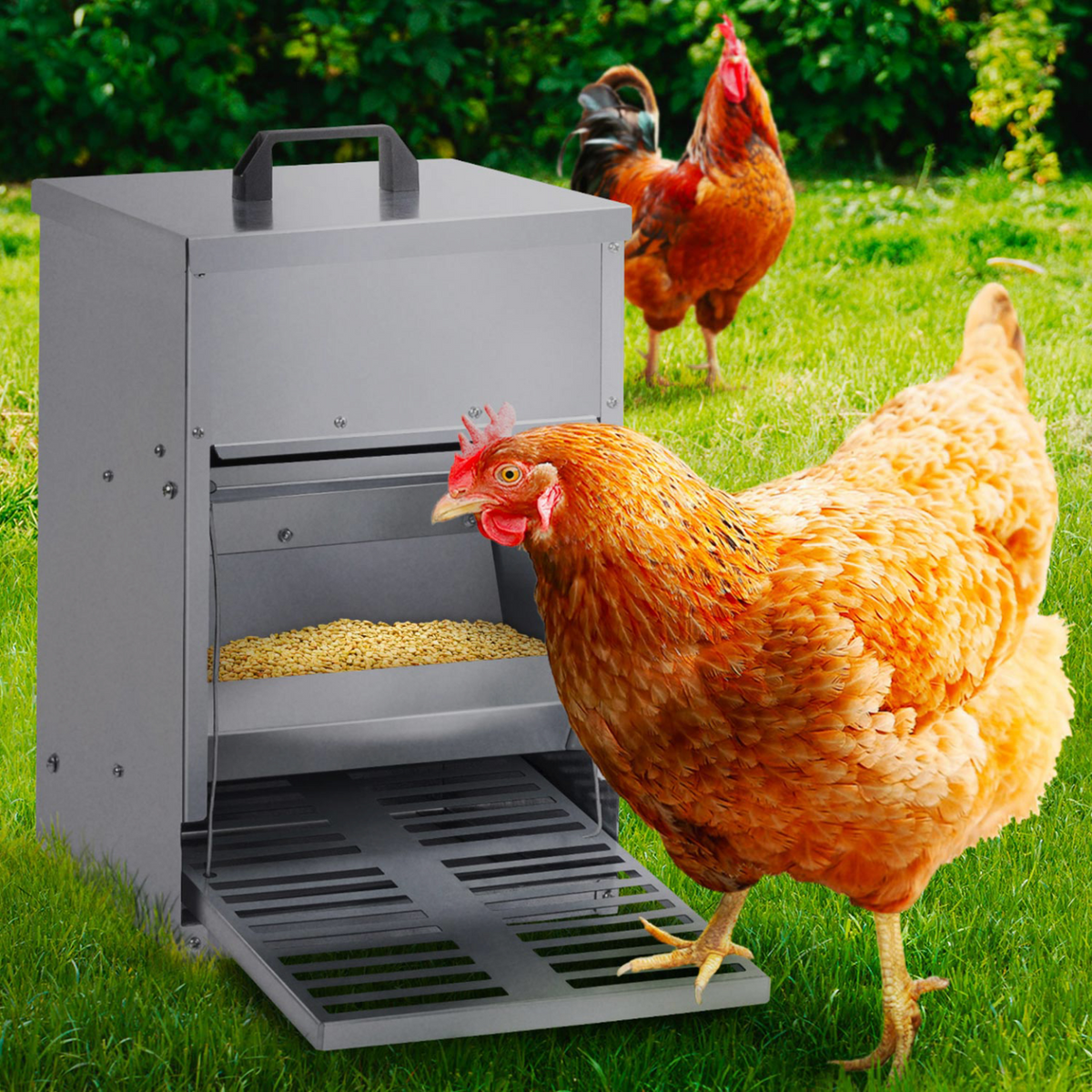 Mangeoire à pédale pour poules, distributeur automatique 5 kg anti-nuisibles