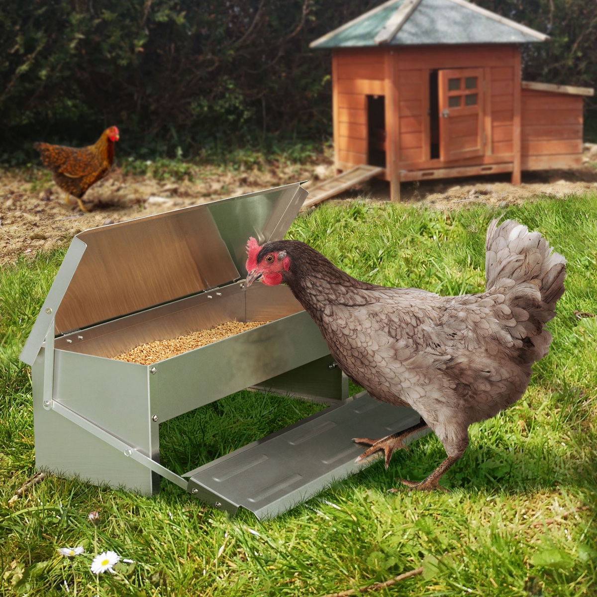 Mangeoire XL pour poules, distributeur automatique à pédale en acier, 5 kg
